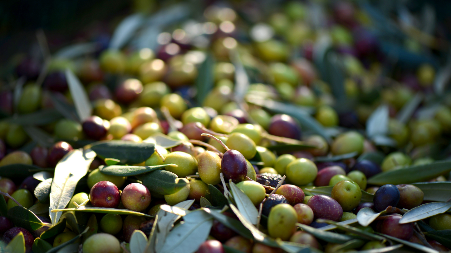 Can Olive Oil Compounds Help With Metabolism and Weight Balance? Exploring Oleacein’s Role