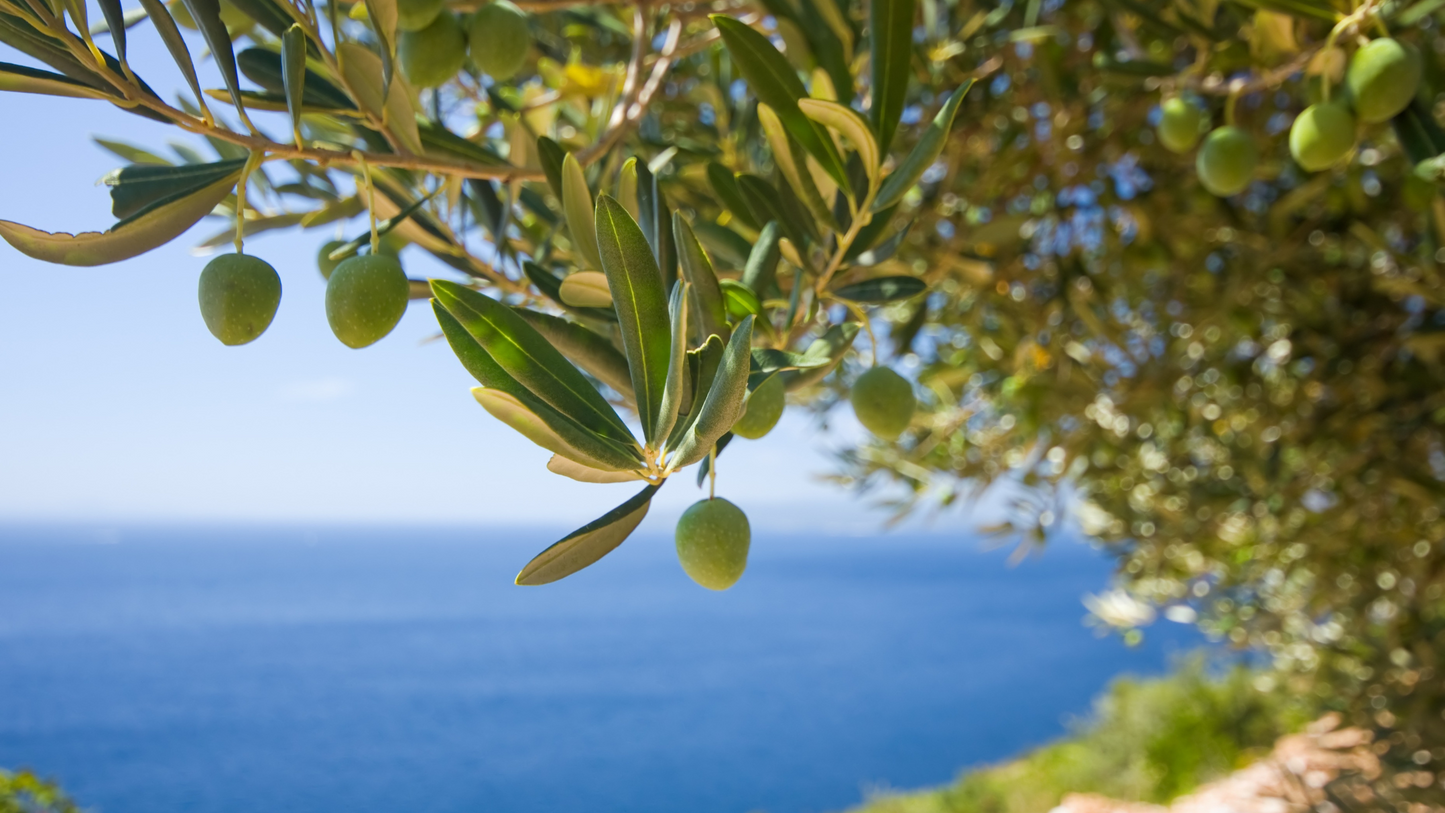 What Are EVOO Polyphenols? The Science Behind Oleocanthal, Oleacein & More